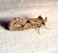 Grass tubeworm moth - Acrolophus variabilis