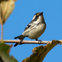 Black-throated Gray Warbler - Setophaga nigrescens