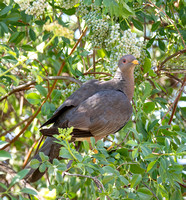 Band-tailed Pigeon- Columba fasciata