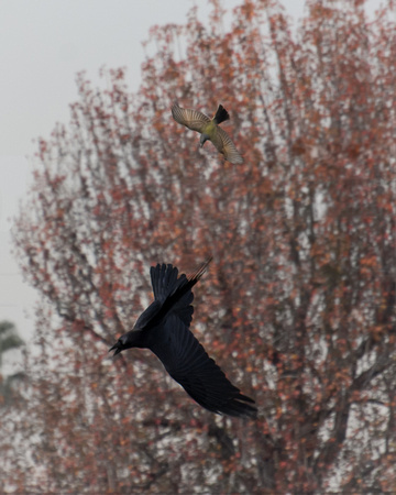 Cassin's Kingbird - Tyrannus vociferans, Common Raven - Corvus corax