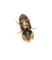 Variegated Mud-loving Beetles - Heterocerus sp.