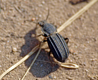 Darkling beetle 2 - Nyctoporis carinata