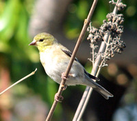 American Goldfinch - Carduelis tristis