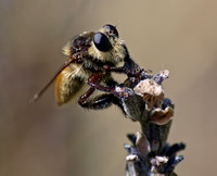 Bumble bee robber fly - Mallaphora fautrix faucticuides