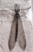 Highly networked membanous wing - Antlion - Family Myrmeleontidae
