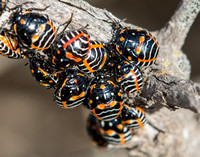 Harlequin bug - Murgantia histrionica (nymphs)