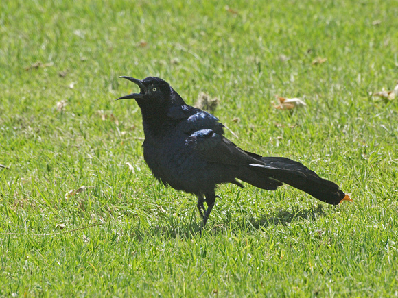 Great-tailed Grackle - Quiscalus mexicanus
