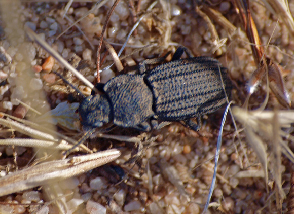 Darkling beetle 2 - Nyctoporis carinata