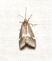 Lichen moth - Cisthene liberomacula