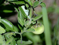 Purple Nightshade - Solanum sp.