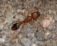 Guinea ant - Tetramorium bicarinatum