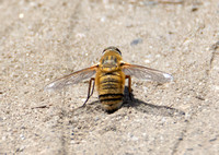 Bee fly 13 - Villa sp.