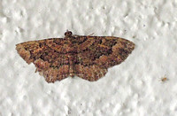 Erebid Moth - Toxonprucha sp.
