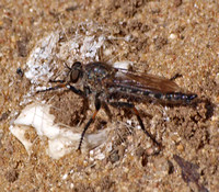Robber fly - Machimus sp.