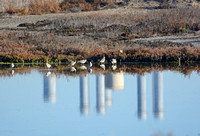 Los Cerritos Wetlands Bird Counts