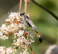 Burrowing wasp 2 - Ammophila sp.