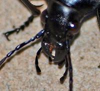 Chewing - Ground beetle - Calosoma sp.