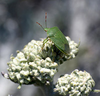 Southern green stink bug - Nezara viridula