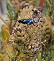 Ichneumon wasp 2 - Ichneumonidae -Unidentified sp