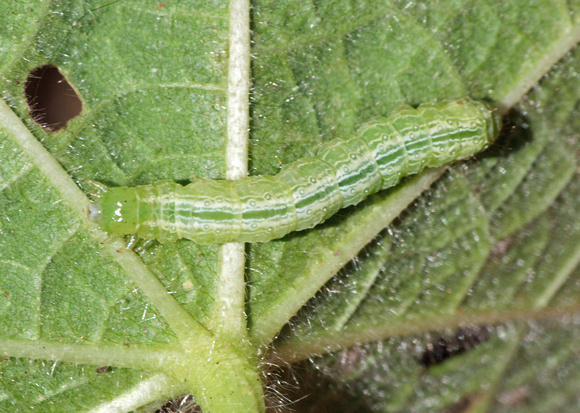 Cabbage looper - Trichoplusia ni
