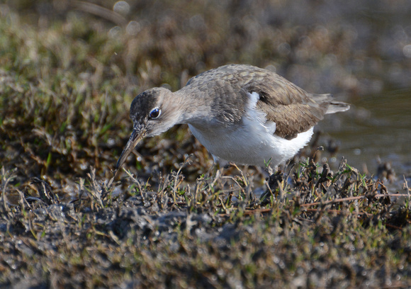 Spotted Sandpiper -Actitis macularia