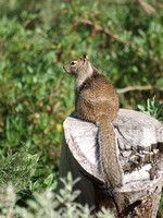 California ground squirrel Otospermophilus beecheyi