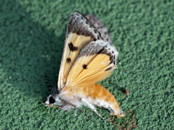 Moth 6