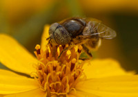 Flower fly - Eristalinus aenus