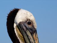 Brown Pelican - Pelecanus occidentalis (breeding plumage)