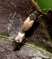 Seed bug - Oxycarenus hyalinipennis