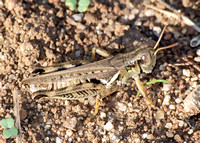 Devastating Grasshopper - Melanoplus devastator