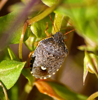 Stink bug - Holcostethus abbreviatus
