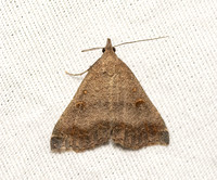 Erebid moth - Tetanolita palligera