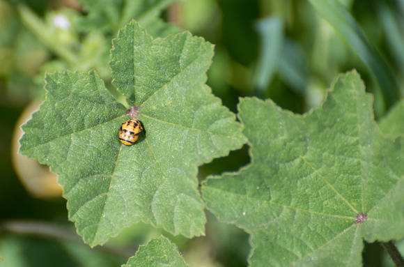 Seven-spot lady beetle - Coccinella septempunctata (pupa)