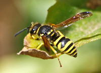 Mason wasp 1 - Ancistrocerus sp.