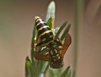 European paper wasp - Polistes dominula