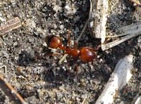 Southern fire ant - Solenopsis xyloni
