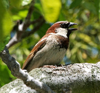 House Sparrow - Passer domesticus (male, spring)
