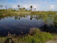 Los Cerritos Wetlands, Long Beach-Seal Beach border
