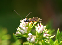 Braconid wasp 1 - Unidentified sp.
