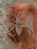 Cactus bug - Narnia femorata