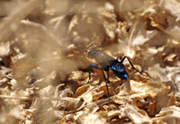Steel-blue cricket hunter - Chlorion aerarium