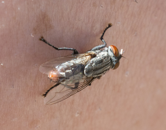 Flesh fly - unidentified sp