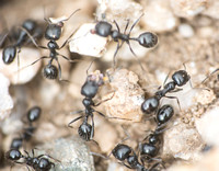 Black Harvester Ant - Veromessor pergandei