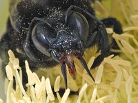 Chewing /Lapping - Valley carpenter bee - Xylocopa varipuncta