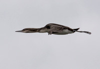 Common Loon - Gavia immer