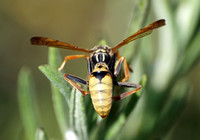 Golden paper wasp - Polistes aurifer