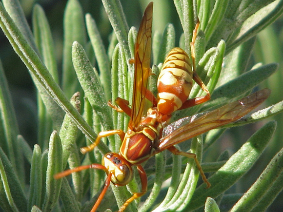 Paper wasp - Polistes apachus