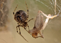 House spider - Parasteatoda tepidariorum