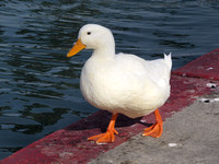 Pekin duck - Anas peking